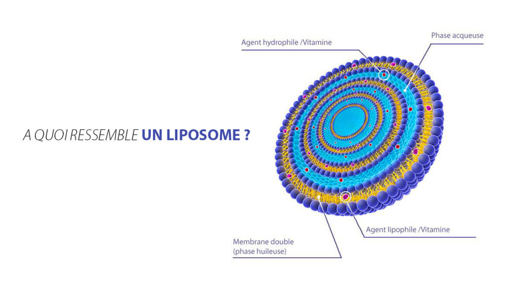 Qu'est ce qu'un liposome